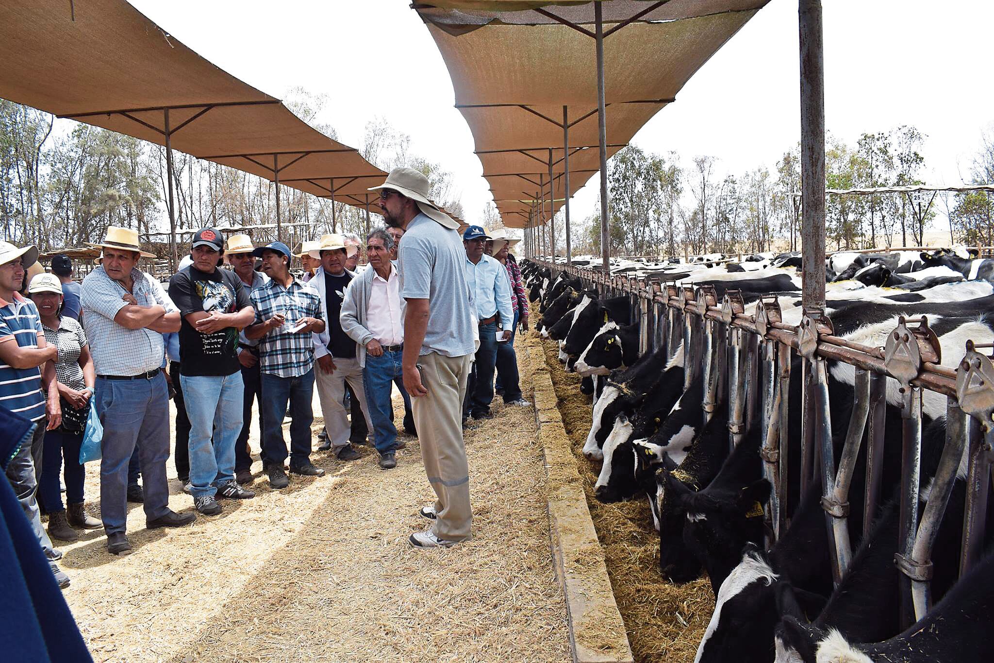 Los ganaderos lecheros de Arequipa tienen problemas económicos por el elevado costo de los alimentos. (Foto: GEC)