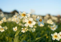 Planta peruana reduce hasta 82,9 % la corrosión del acero en zonas costeras