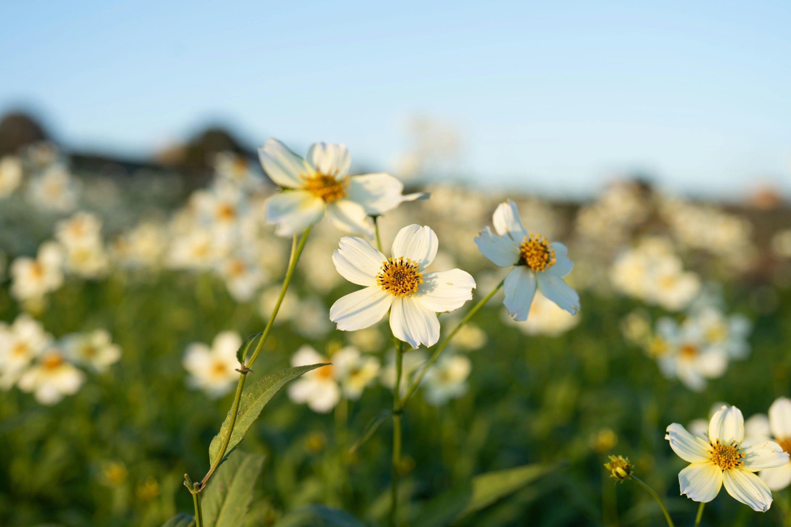 Un estudio peruano identificó en la planta Bidens pilosa una alternativa ecológica para proteger estructuras metálicas expuestas al salitre y humedad de zonas costeras.