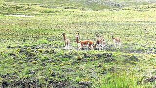 Junín: incremento en cultivo de maca perjudica  hábitat de vicuñas (VIDEO)