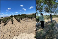 Ica: inician evaluación técnica de cultivos dañados por inundaciones y huaicos en Ocucaje