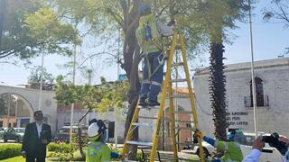 Arequipa: Podarán 10 árboles de Cayma que están en peligro