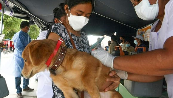 Este domingo en los distritos de Piura, Castilla y Veintiséis de Octubre se realizará una campaña de vacunación canina