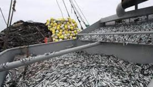Pesca de anchoveta compromete a 20 mil familias