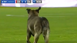 Se robó la atención: un perrito invadió el campo durante el Cienciano vs. Sporting Cristal por la Liga 1 2022