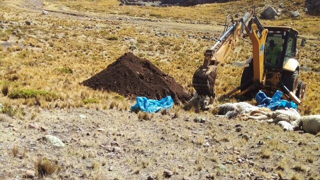 Arequipa: Heladas arrasan más de 20 hectáreas de cultivo en Coporaque