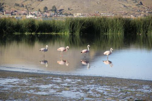 La fauna doméstica y silvestre tendrá un impacto negativo por déficit hídrico. Foto/Referencial.