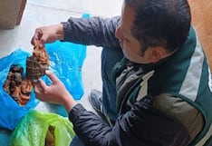 Incautan carne de caimán y especies disecadas en Huancayo