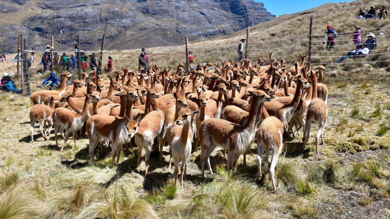 Gerencia Regional de Agricultura participó en ceremonia que consistió en la esquila o remoción de lana de vicuñas.