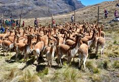 La Libertad: Tradicional Chaku de vicuñas se realizó en Sánchez Carrión