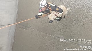 Arequipa: Rescatan a perrito que cayó a torrentera en la av. Venezuela (VIDEO)