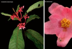 Descubren en Junín una nueva especie de planta endémica en el Bosque de Protección Pui Pui