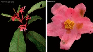 Descubren en Junín una nueva especie de planta endémica en el Bosque de Protección Pui Pui