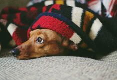 Cuidado de mascotas: Cómo saber si padece de asma o alergia en este invierno