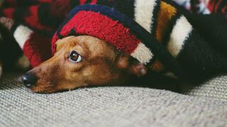 Cuidado de mascotas: Cómo saber si padece de asma o alergia en este invierno
