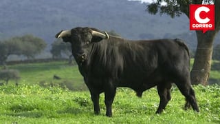 Jauja: Sale a capturar toro salvaje y de una cornada en el tórax lo deja al borde de la muerte