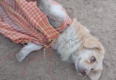 Ica: rescatan a perrito hallado amarrado con alambre de púas dentro de una bolsa