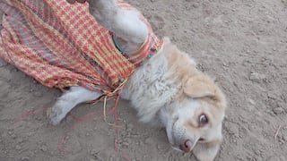 Ica: rescatan a perrito hallado amarrado con alambre de púas dentro de una bolsa