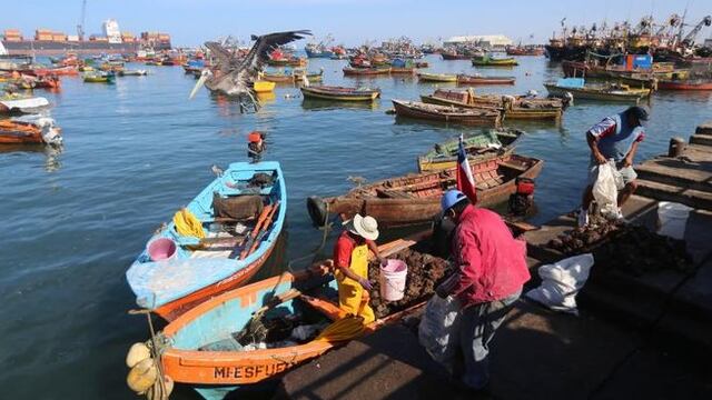 ​Pescadores artesanales extraen al día 15 toneladas de perico del "triángulo externo"