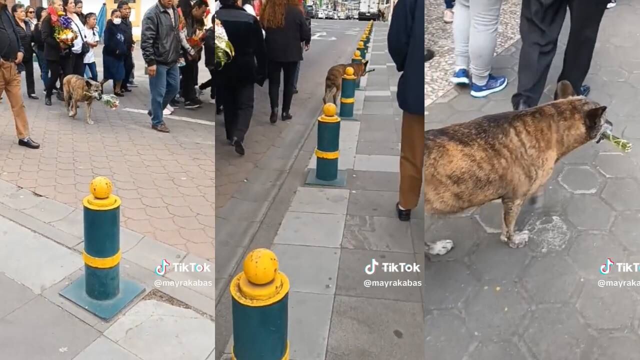 Perrito con ramo de flores en el hocico. (Foto: composición EC)
