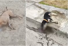 Ica: dos perros mueren tras ser envenenados en Villa El Guayabo