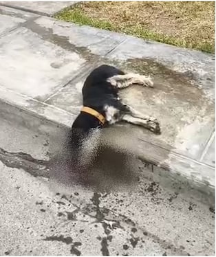 Ica: dos perros mueren tras ser envenenados en Villa El Guayabo