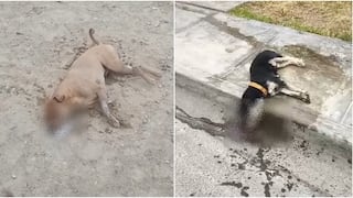 Ica: dos perros mueren tras ser envenenados en Villa El Guayabo