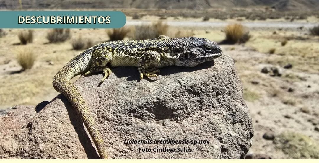 Descubren nueva especie de lagartija que vive a más de 4,800 metros en Arequipa