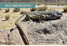 Descubren nueva especie de lagartija que vive a más de 4,800 metros en Arequipa