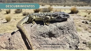 Descubren nueva especie de lagartija que vive a más de 4,800 metros en Arequipa
