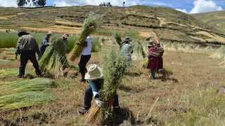 Pobladores realizan cultivo de avena forrajera frente a época de heladas en Cusco