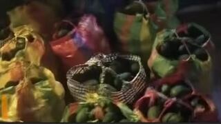 Chincha: caen los “Palteros del Carmen” con más de 400 kilos de paltas robadas