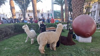 Arequipa: Rindieron homenaje a criadores, artesanos y empresarios en el Día Nacional de la Alpaca