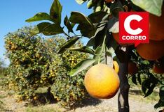 Palpa: trabajadores desnudan y azotan a dos ladrones sorprendidos robando naranjas