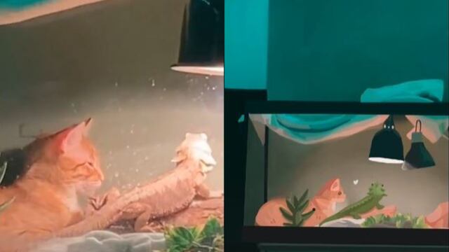 Gato y pogona comparten una pijamada bajo la luz de un terrario  