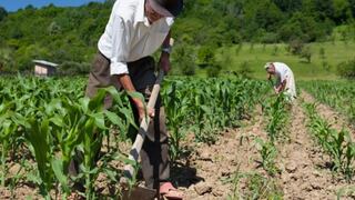 Agricultores en Junín ante alza de fertilizantes, optan por abono orgánico