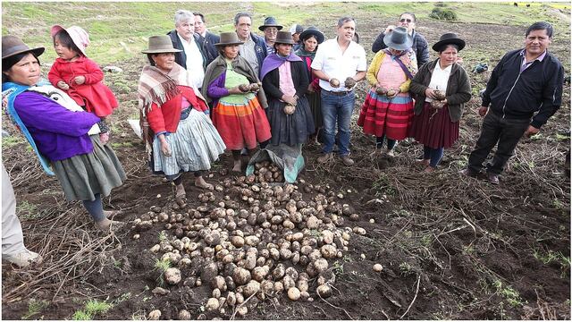 Productores de Apurímac y Ayacucho concretan primera venta de 80 toneladas de papa al Brasil 