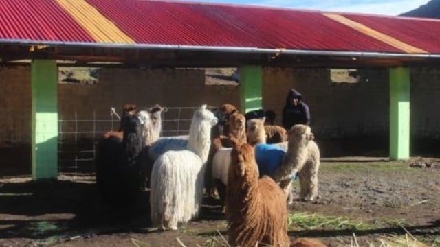 Entregan cobertizos a familias ganaderas para proteger a sus animales de heladas en Apurímac 