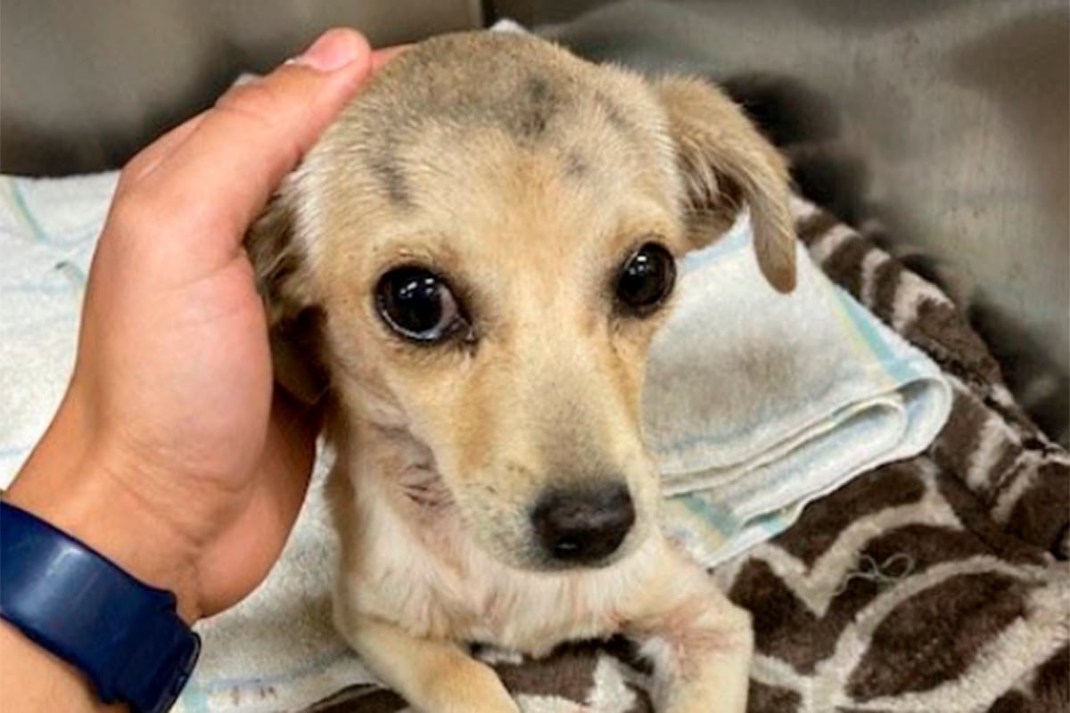 Referencial. (Foto: @helpinRIVcoPETS/Twitter)