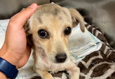 Congreso: Aprueban hasta 8 años de cárcel por muerte de animales por crueldad