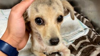 Congreso: Aprueban hasta 8 años de cárcel por muerte de animales por crueldad