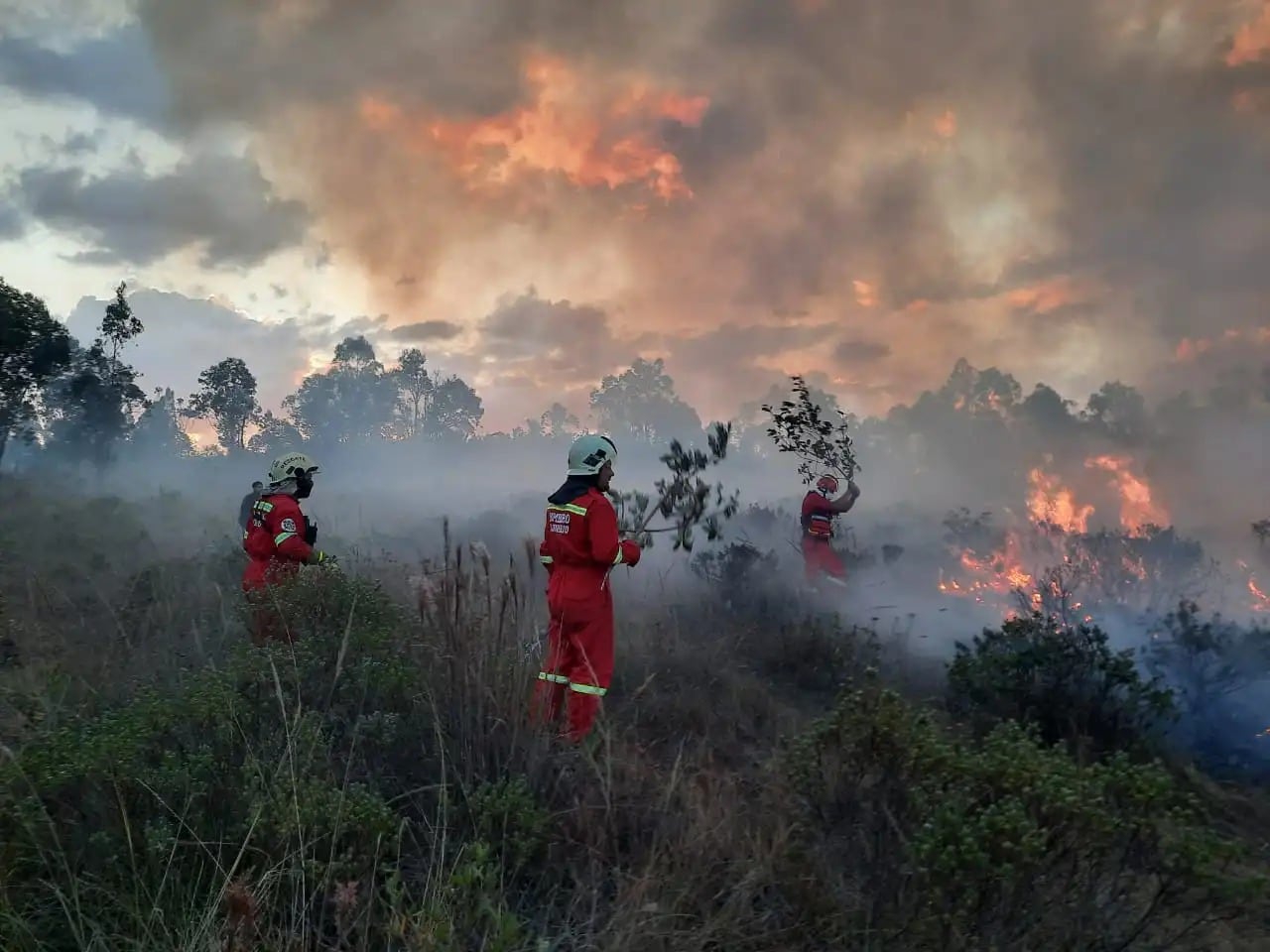 Fenómeno El Niño Costero podría generar incendios en la Amazonía peruana, según experto. Foto: Difusión.