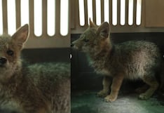 San Martín de Porres: rescatan a zorrito andino hallado en car wash