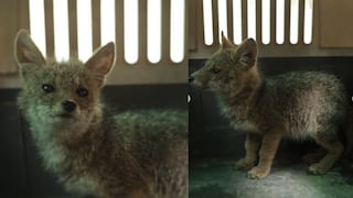 San Martín de Porres: rescatan a zorrito andino hallado en car wash