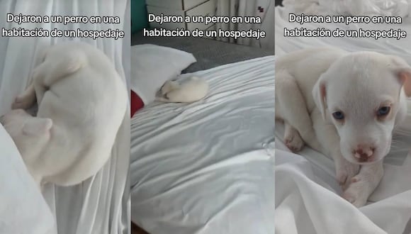Personal de limpieza encontró un perro en una habitación del hotel. (Foto: composición EC)
