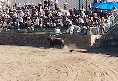 Retiran del ruedo a toro de lidia de la pelea de astados en Mollebaya, Arequipa (VIDEO)