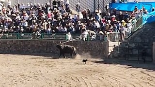 Retiran del ruedo a toro de lidia de la pelea de astados en Mollebaya, Arequipa (VIDEO)