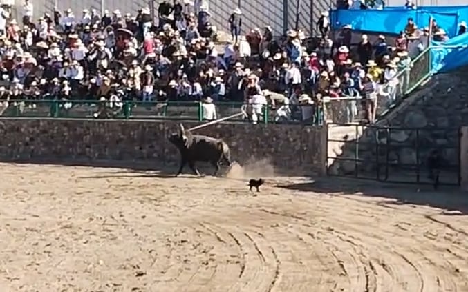 Llevan toro de lidia a peleas de astados en Mollebaya (Foto: GEC)