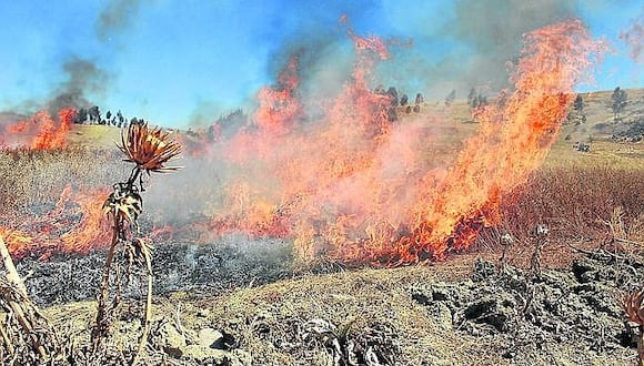 Incendios forestales afectaron la biodiversidad en Caylloma. (Foto: Difusión)