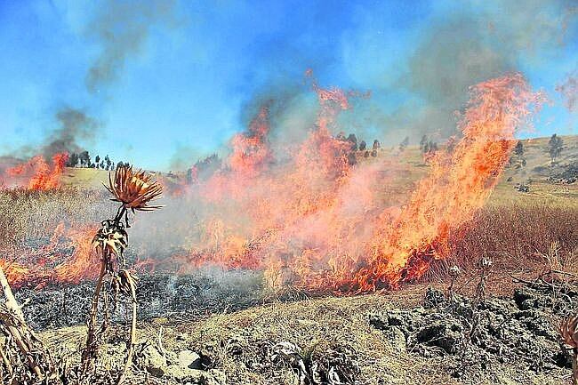 Incendios forestales afectaron la biodiversidad en Caylloma. (Foto: Difusión)